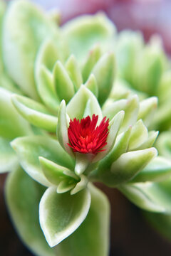 Aptenia cordifolia also known as Baby Sun Rose succulent in bloom