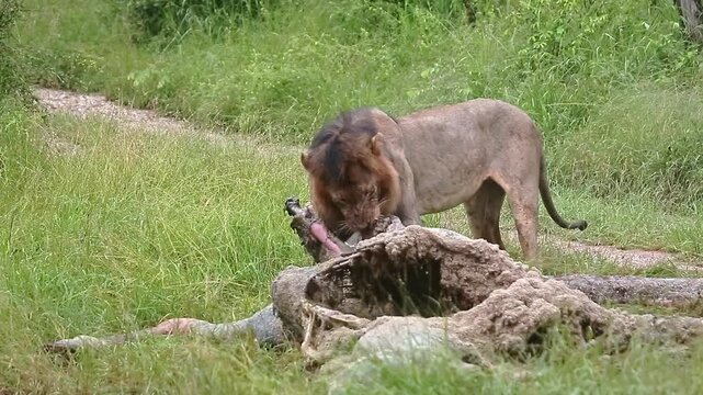 African lion male black mane eating on giraffe carcass under the rain in Greater Kruger National park, South Africa ; Specie Panthera leo family of Felidae