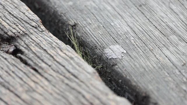 Close-up of thin green fibers caught in a gap between weathered wooden planks