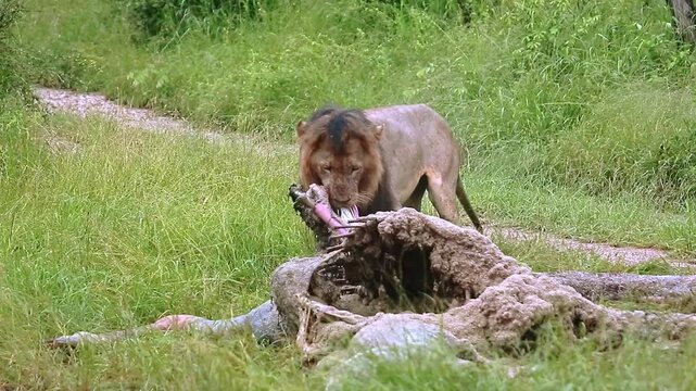 African lion male black mane eating on giraffe carcass under the rain in Greater Kruger National park, South Africa ; Specie Panthera leo family of Felidae