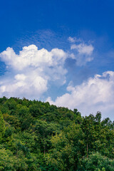 Fototapeta premium clouds over the forest