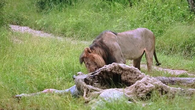 African lion male black mane eating on giraffe carcass under the rain in Greater Kruger National park, South Africa ; Specie Panthera leo family of Felidae