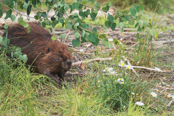 Wild beaver walking through green grass and white flowers © Raphael