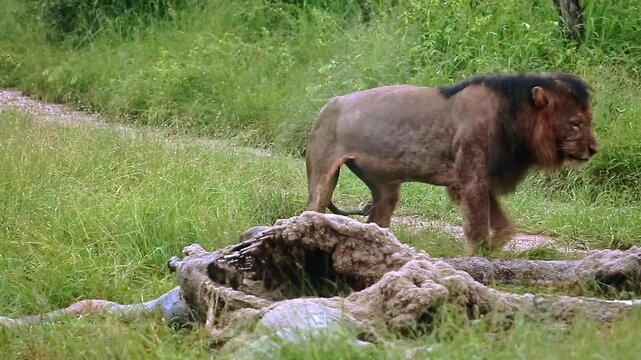 African lion male black mane eating on giraffe carcass under the rain in Greater Kruger National park, South Africa ; Specie Panthera leo family of Felidae
