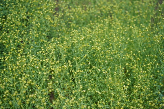 Reifende Samenkapseln von Gemeinem Lein (Linum usitatissimum) auf einem Feld im Sommer