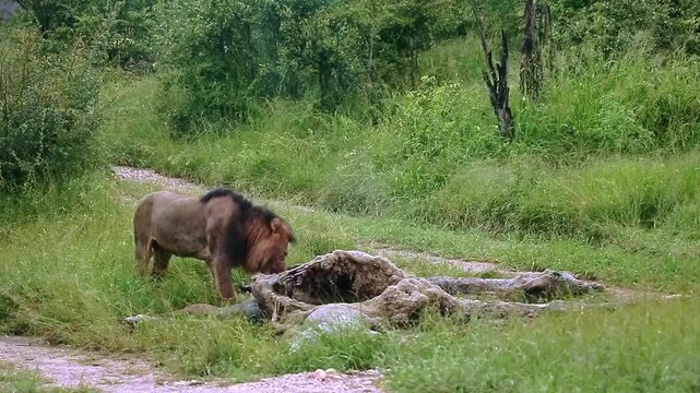 African lion male black mane eating on giraffe carcass under the rain in Greater Kruger National park, South Africa ; Specie Panthera leo family of Felidae