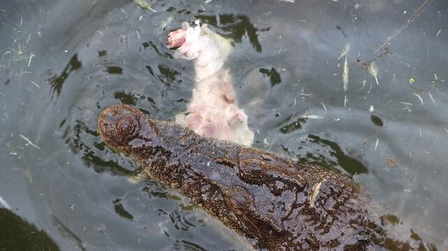 Crocodile with meat in its jaws in the water
