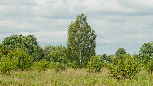 A photo of a summer landscape of a large birch tree with a white trunk and green leaves against a gray sky with a meadow in the foreground