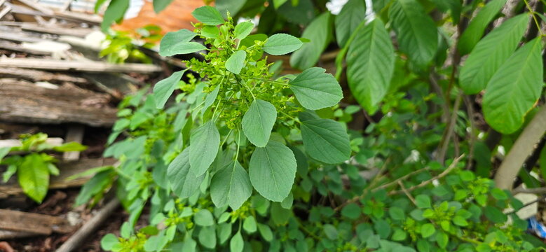 Acalypha indica has relatively round leaves with serrated edges.  Flowers and fruits grow in upright clusters. Contains a substance similar catnip, which causes cats to become euphoric. Green pellets.