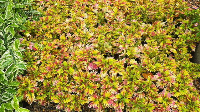 Coleus (Plectranthus scutellarioides) is an ornamental plant with brightly colored, serrated leaves. Leaves are lobed, with alternating reddish-pink, yellow, green stripes. Left side is Slipper flower