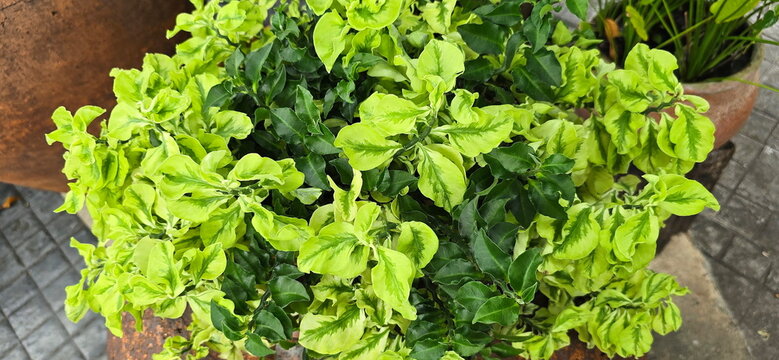 Pedilanthus tithymaloides, Euphorbia tithymaloides, has strikingly beautiful, uniquely wavy, spiraling leaves with variegated white-green or yellowish-green pattern. Edges of leaves faint pinkish. 
