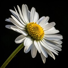Fototapeta premium Close-up white daisy flower with yellow center