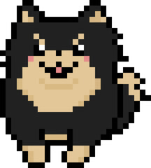 Fototapeta premium Happy Blacktan Pomeranian Dot
