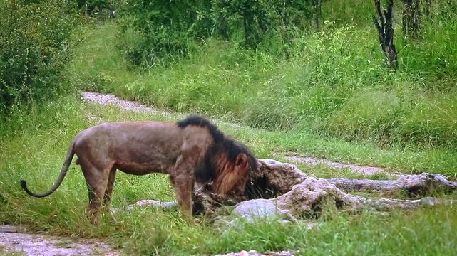 African lion male black mane eating on giraffe carcass under the rain in Greater Kruger National park, South Africa ; Specie Panthera leo family of Felidae