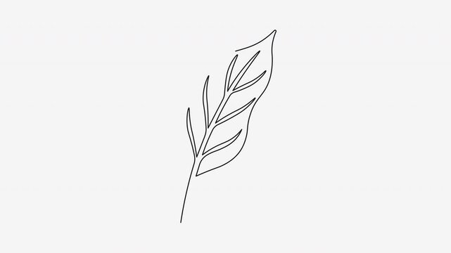 Continuous line drawing of leaves motion graphics animation element.