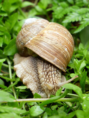 A close-up shot shows a snail with a brown shell resting on green foliage. © Robert