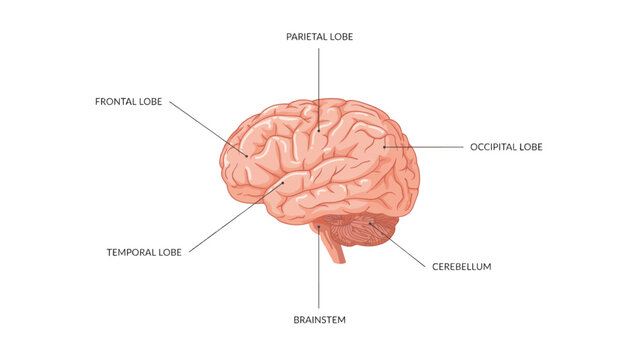 Detailed illustration of human brain anatomy with labeled parts