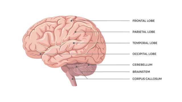 Detailed illustration of human brain anatomy with labeled parts