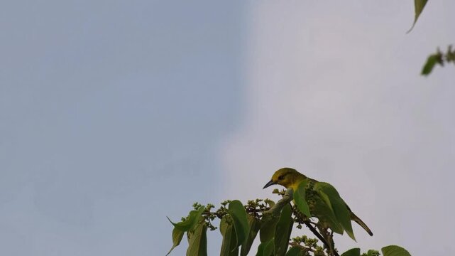 Juvenile Palawan Sunbird Giving Short Calls with Head Turns Before Hopping Higher and Flying Away, Palawan Philippines