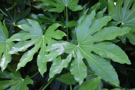 Japanese aralia, glossy-leaf paper plant, large glossy palmate leaves, 7&ndash;9 fingered lobes (Fatsia-japonica) (close-up, tropical, exotic) 4425