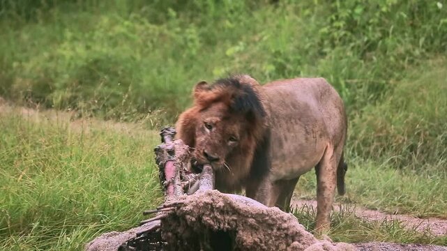African lion male black mane eating on giraffe carcass under the rain in Greater Kruger National park, South Africa ; Specie Panthera leo family of Felidae