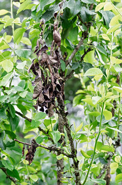 Withering pear tree suffering from fire blight critical orchard management issue