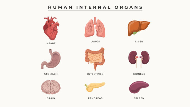 Human internal organs illustration with heart lungs liver stomach intestines kidneys brain pancreas spleen