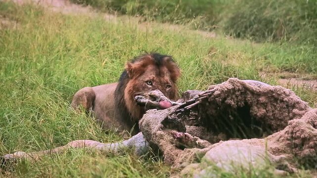 African lion male black mane eating on giraffe carcass under the rain in Greater Kruger National park, South Africa ; Specie Panthera leo family of Felidae