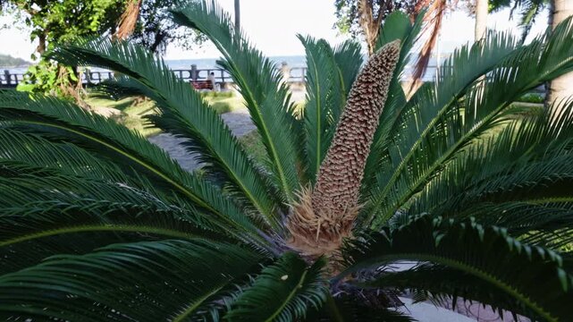 Close up of a sago palm tree showing its large male cone, known as a strobilus, growing from the center of the plant. The lush green fronds surround the reproductive structure in a park