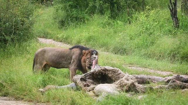 African lion male eating on giraffe carcass and black backed jackal around in Greater Kruger National park, South Africa ; Specie Panthera leo family of Felidae