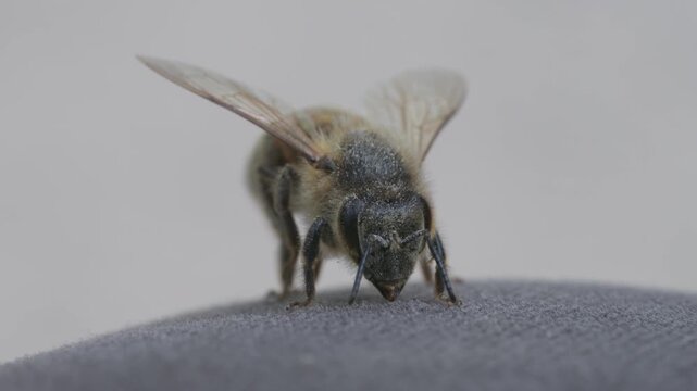 western honey bee (Apis mellifera) sitting on a cloth