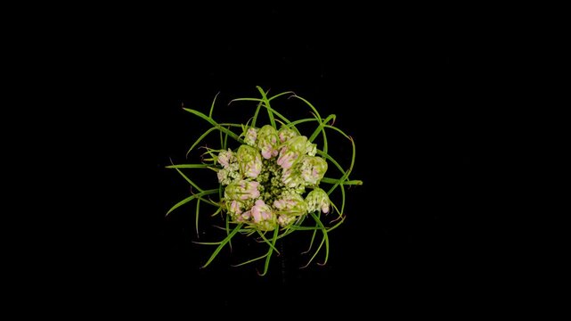 wild carrot white flower opening time lapse