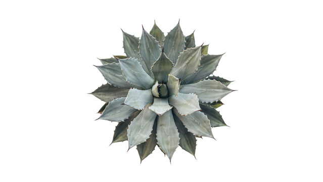 A view of a succulent agave plant with sharp pointed leaves, arranged in a symmetrical rosette pattern, isolated on a white background