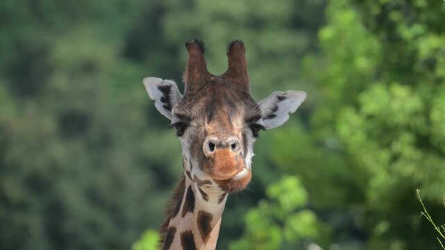 Nubian giraffe (Giraffa camelopardalis camelopardalis) portrait standing