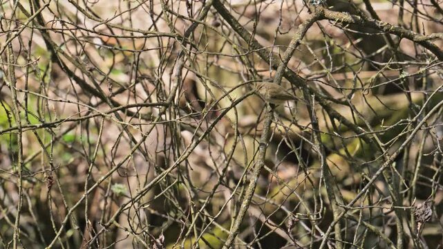 common chiffchaff (Phylloscopus collybita) flyin off a branch in slow motion