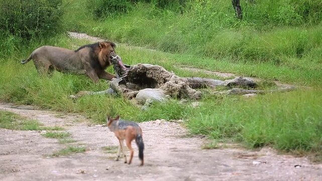 African lion male eating on giraffe carcass and black backed jackal around in Greater Kruger National park, South Africa ; Specie Panthera leo family of Felidae