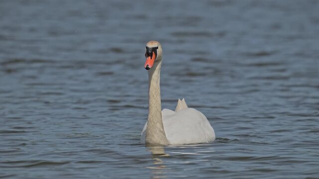 mute swan (Cygnus olor) bird swimming
