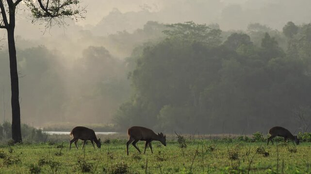 Hog Deer or Axis porcinus forage in the grasslands at sunrise in the early morning at Kammang Plain, Phu Khiao Wildlife Sanctuary, Chaiyaphum Province, Thailand.