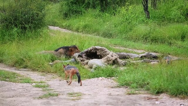 African lion male eating on giraffe carcass and black backed jackal around in Greater Kruger National park, South Africa ; Specie Panthera leo family of Felidae