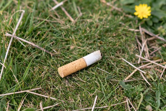The Cigarette Butt Lying on Grassy Patch in a Quiet Outdoor Scene