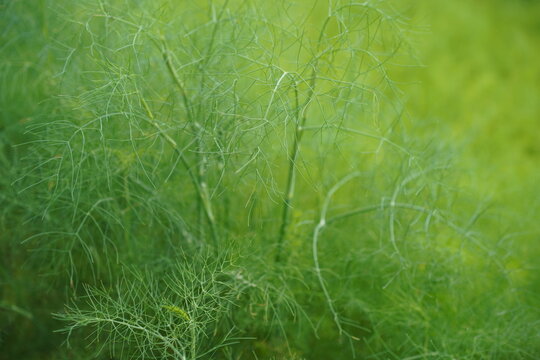 Nahaufnahme von feinen, gr&uuml;nen Bl&auml;ttern von Wildem Fenchel (Foeniculum vulgare) im Sommer