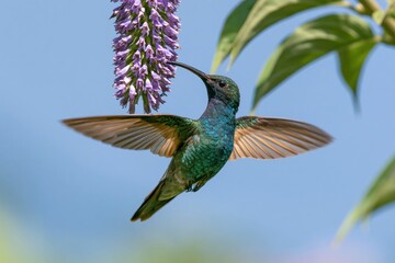 Fototapeta premium The Hummingbird in Flight Among Purple Blooms and Bright Blue Sky