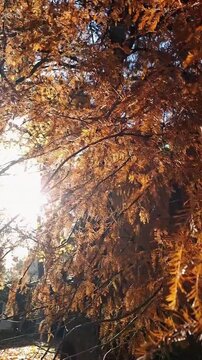 Vertical medium shot of golden conifer tree branches in autumn with bright sun flare, beautiful orange and bronze foliage in fall season, peaceful morning nature scenery.