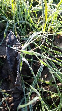 Vertical close up of green grass blades covered in morning winter frost, macro shot of frozen lawn with delicate ice crystals and hoarfrost on a cold day, nature texture.