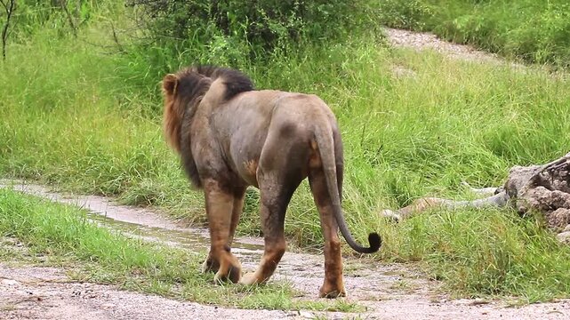 African lion male black mane checking his prey against jackal in Greater Kruger National park, South Africa ; Specie Panthera leo family of Felidae