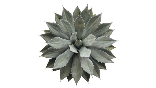 Overhead view of a single agave plant featuring thick, fleshy, green leaves with sharp tips, arranged in a circular pattern on white