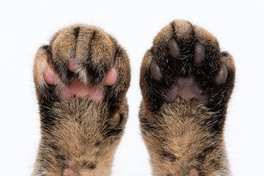 The Tiger Paws Closeup: Soft Furry Front Paws with Pink Pads and Stripes