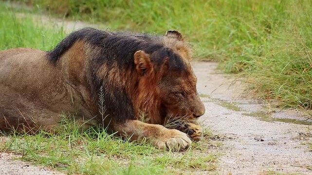 African lion male black mane portrait licking his paw under rain in Greater Kruger National park, South Africa ; Specie Panthera leo family of Felidae
