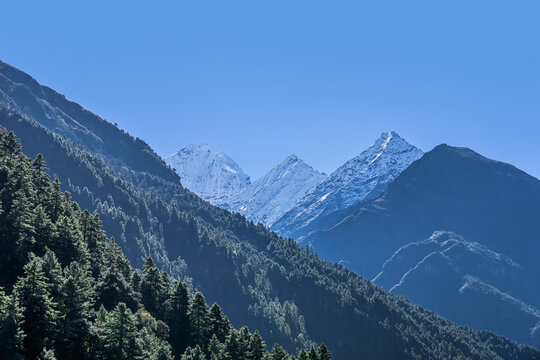 Pine and fir forest in sunny Himalaya mountains. Snowy summits behing forested mountainside on the way to Everest base camp in Khumbu, Nepal.