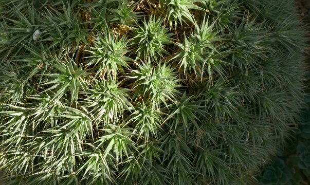 Spiky Green Succulent Rosettes